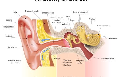 What Is The Middle Ear?
